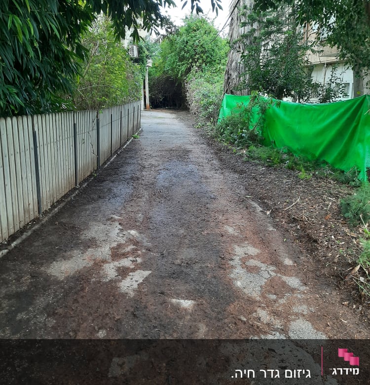 שביל עם ענפים גזומים ועצים בצדדים